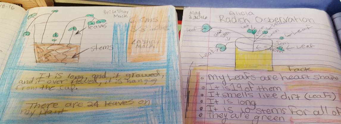 Header image of a student's notes about plants